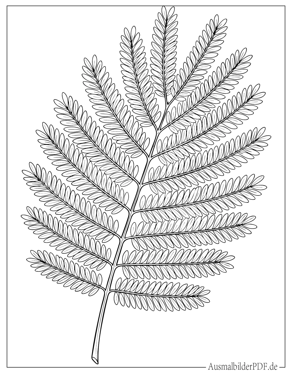Detailliertes Malvorlage von Akazienblatt