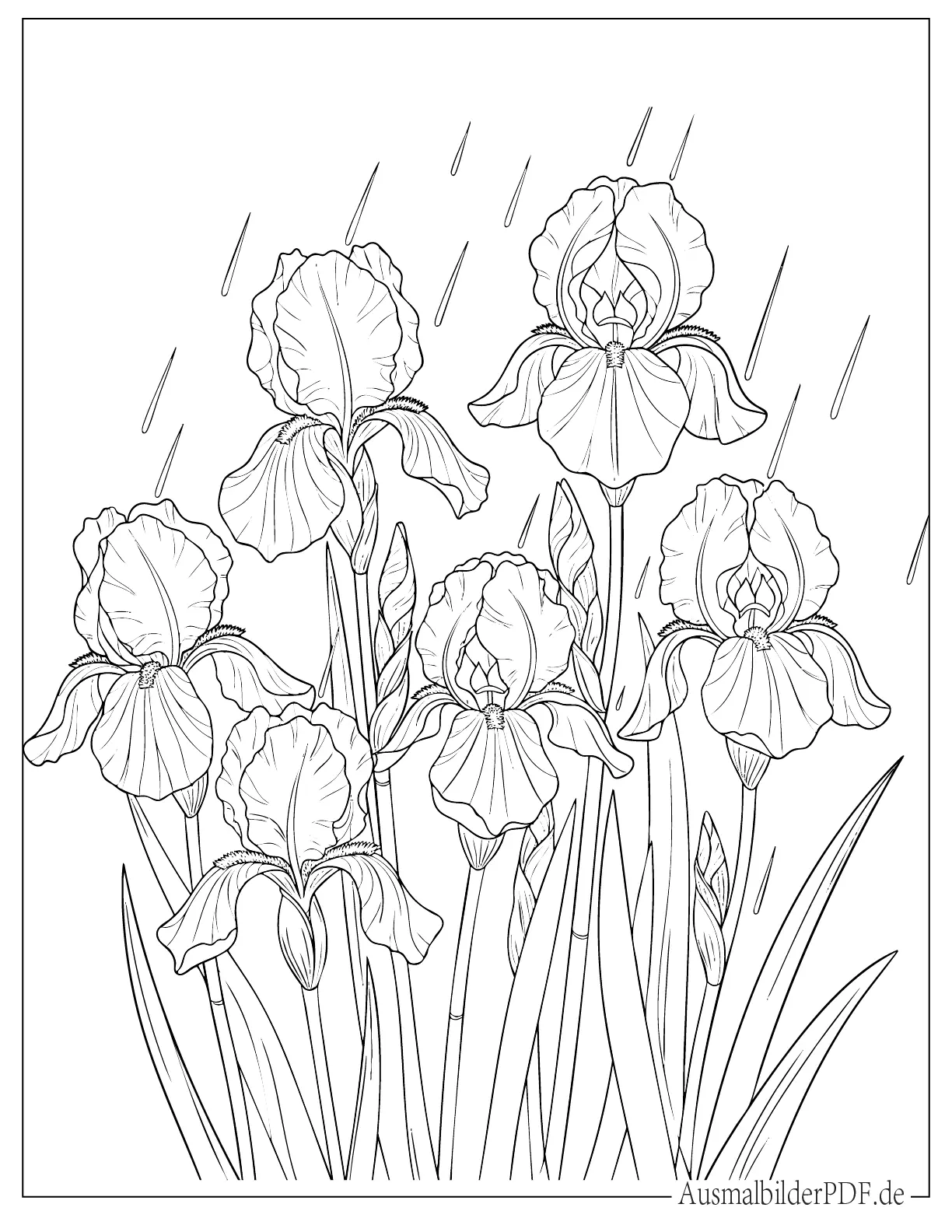 Iris Blumen mit fallenden Regentropfen Ausmalbild