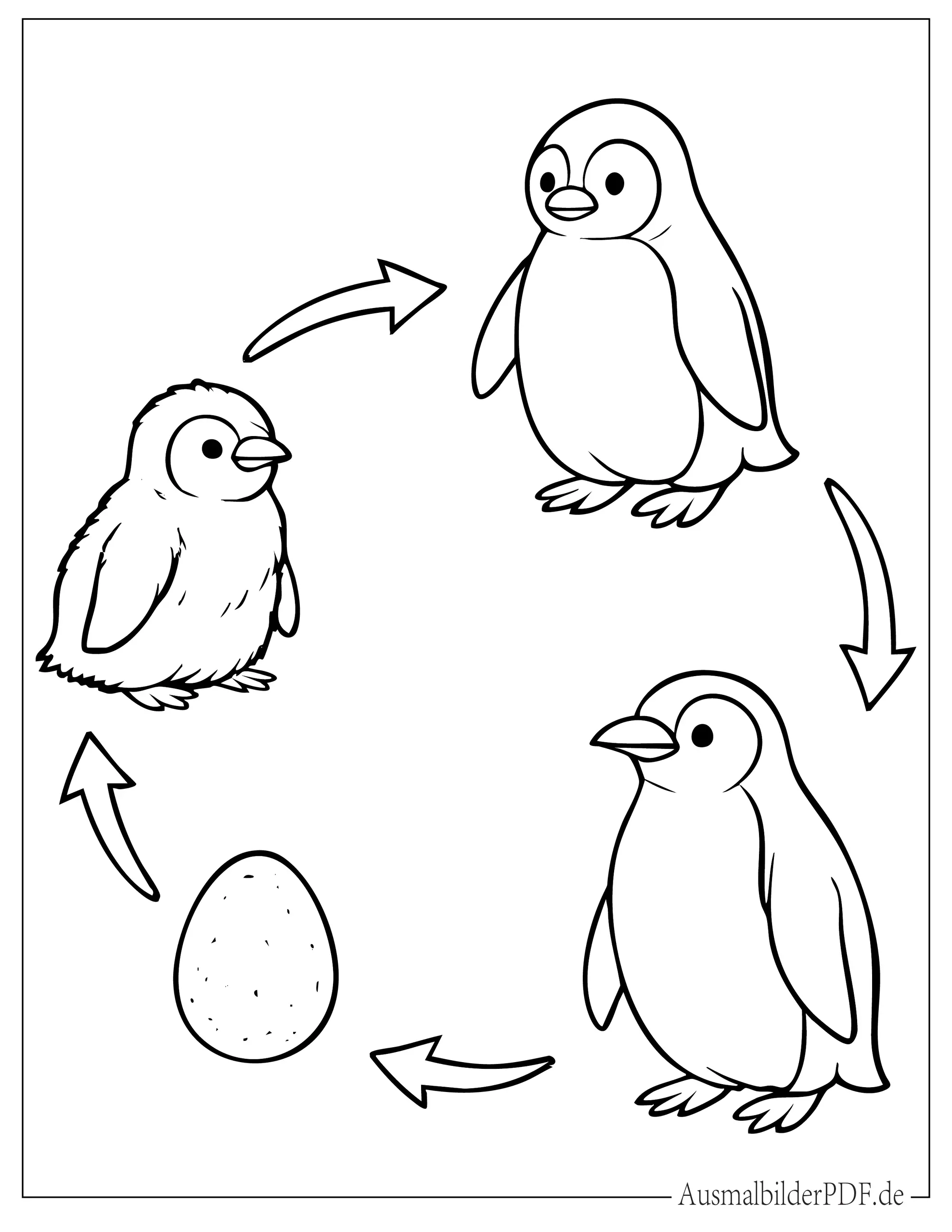 Lebenszyklus eines Pinguins Ausmalvorlage