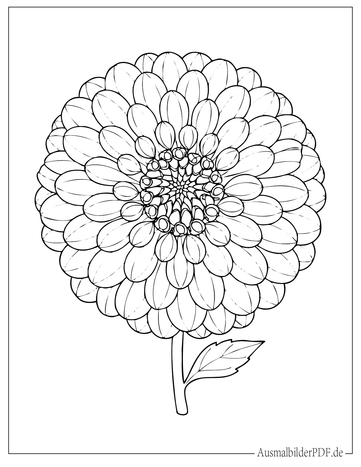 Lindas Baby Dahlie Blume Ausmalvorlage zum Ausdrucken