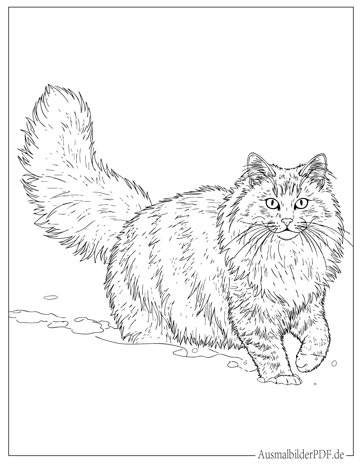Norwegische Waldkatze Malbild