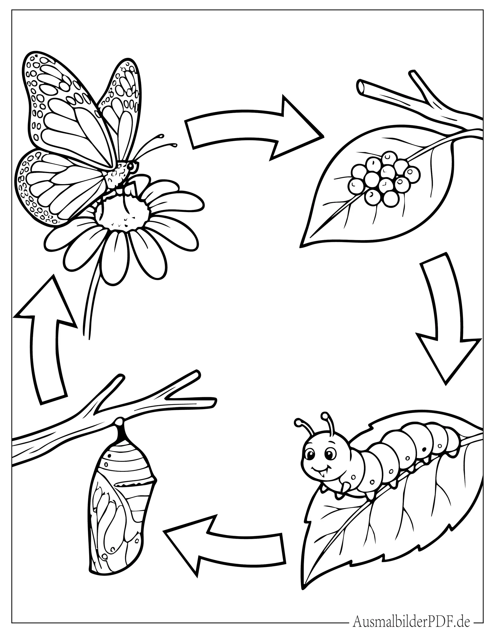 Raupe Lebenszyklus Diagramm mit Ei, Larve, Puppe und Schmetterling Ausmalbild
