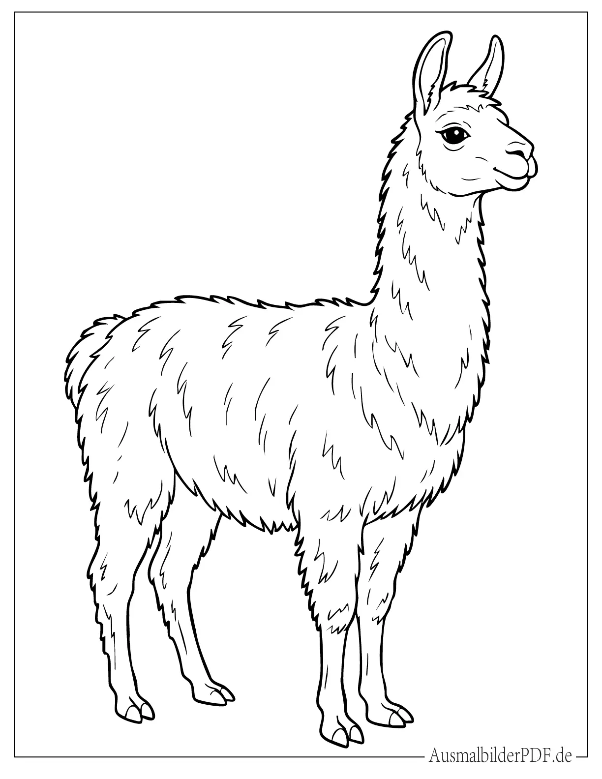 Einfaches realistisch aussehendes Lama Ausmalbild für kleine Kinder