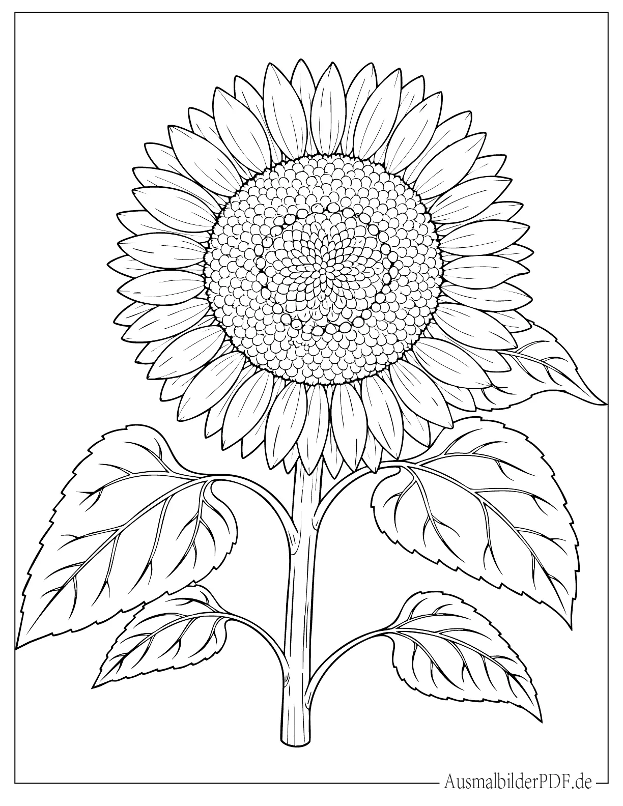 Realistische Sonnenblumen Ausmalbild zum Ausdrucken