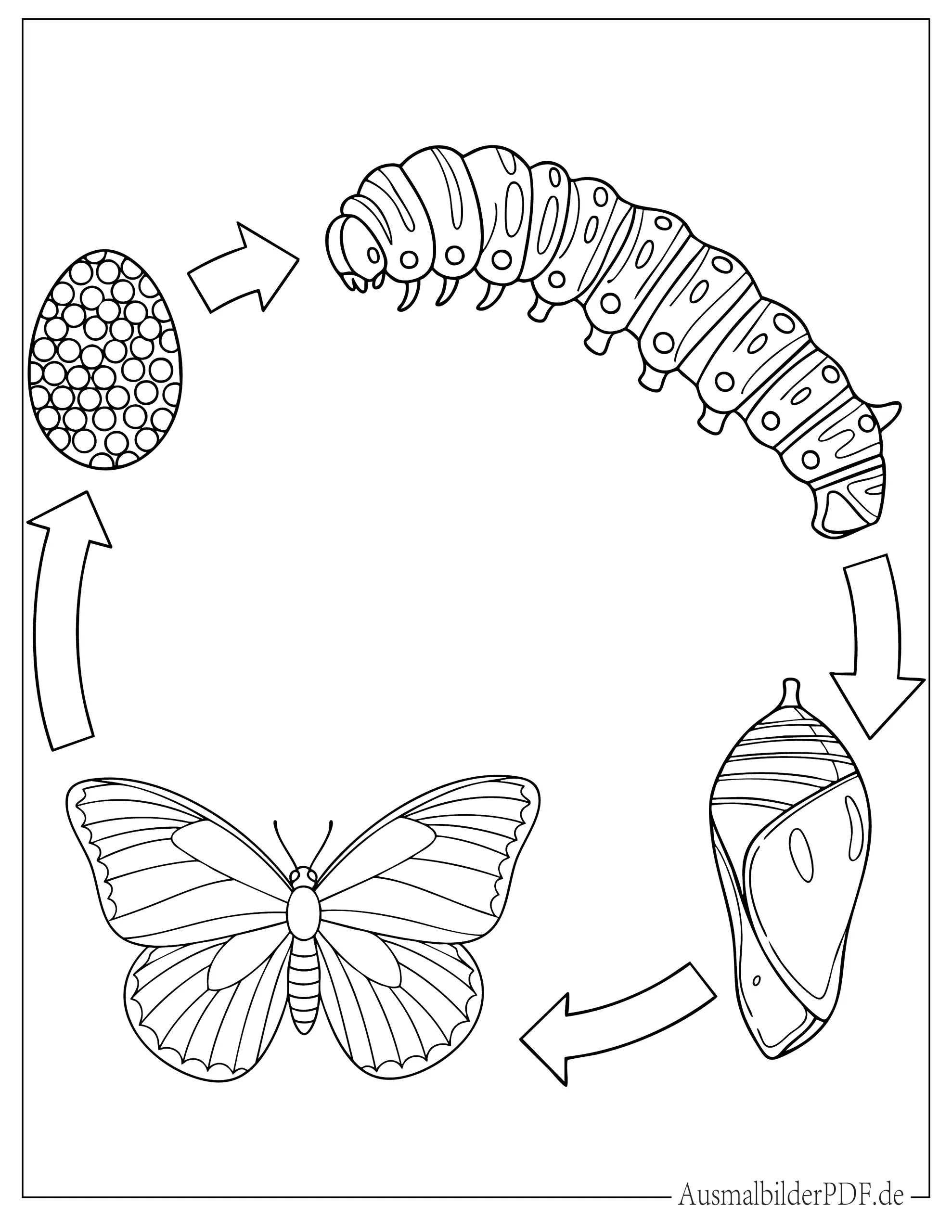 Schmetterling Lebenszyklus Ausmalbild für Kinder