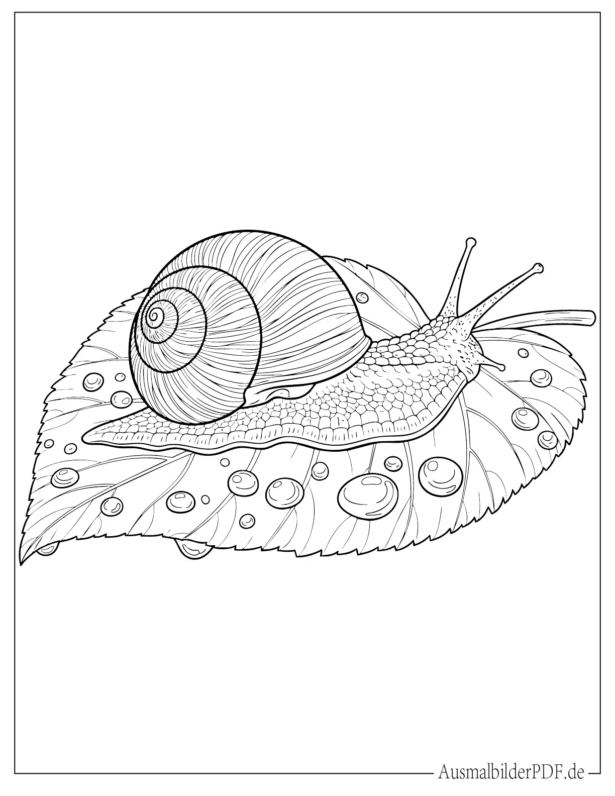 Schnecke ruht auf einem riesigen Blatt nach dem Regen Malvorlage