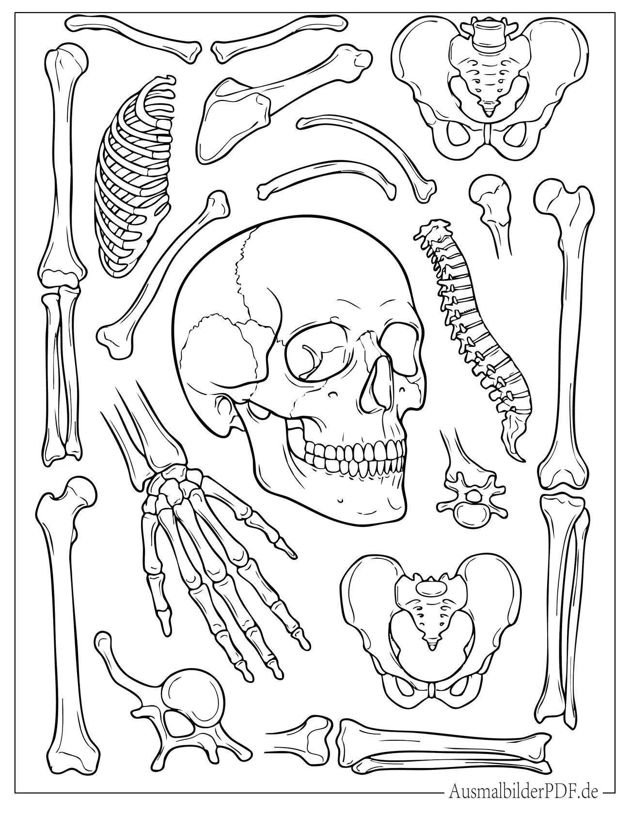 Skelettteile Knochen, Rippen und Schädel zum Ausmalen